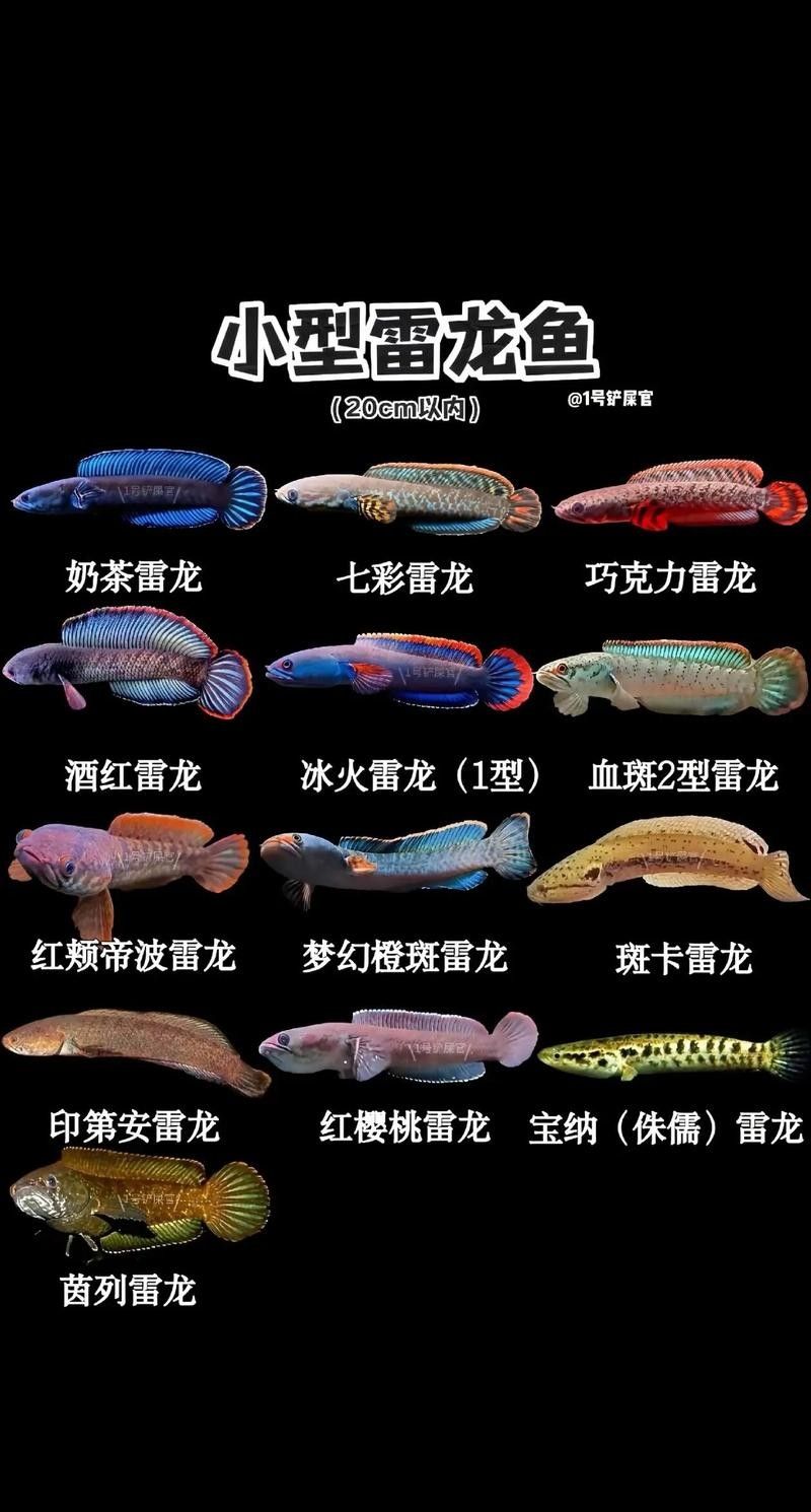 雷龍魚分公母圖片教程