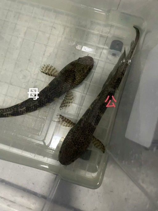 雷龍魚分公母圖片教程