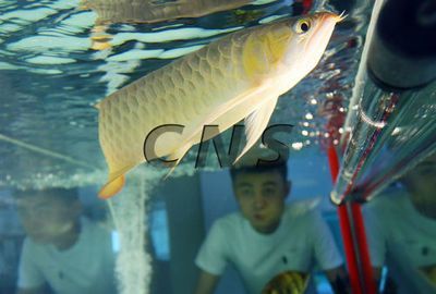 龍魚保養：養龍魚的注意事項 龍魚保養：養龍魚的注意事項 龍魚百科 第3張