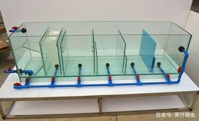 龍魚保養:養龍魚的注意事項 龍魚百科 第2張 龍魚保養:養龍魚的注意事項 龍魚保養:養龍魚的注意事項 龍魚百科 第2張