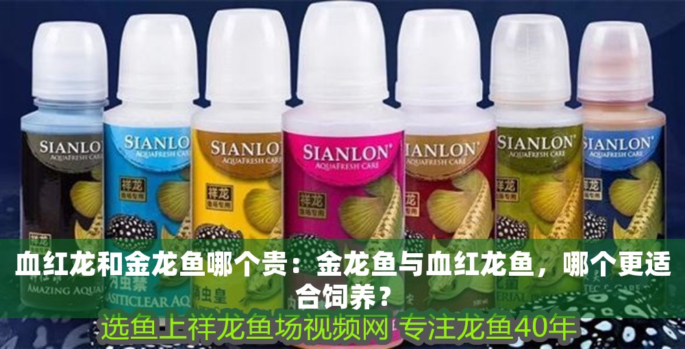 血紅龍和金龍魚哪個貴：金龍魚與血紅龍魚，哪個更適合飼養？