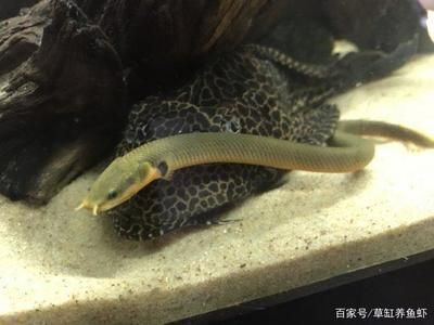 缸養龍魚能長多大（缸養龍魚的大小取決于魚缸的尺寸和飼養條件） 缸養龍魚能長多大（缸養龍魚的大小取決于魚缸的尺寸和飼養條件） 龍魚百科 第3張