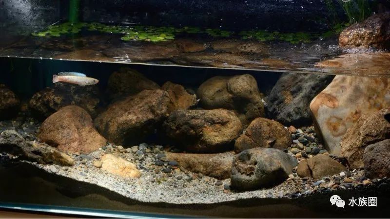 飼養奶茶雷龍的合適魚缸大小取決于多個因素：奶茶雷龍合適的魚缸大小取決于多個因素