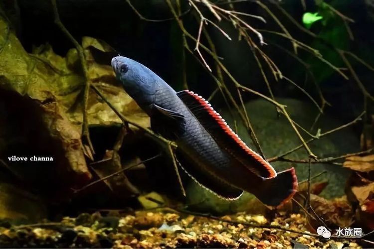 飼養奶茶雷龍的合適魚缸大小取決于多個因素：奶茶雷龍合適的魚缸大小取決于多個因素