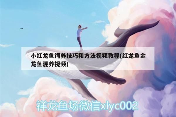 印尼小紅龍魚繁殖缸內植物配置技巧：印尼小紅龍魚繁殖缸植物配置技巧