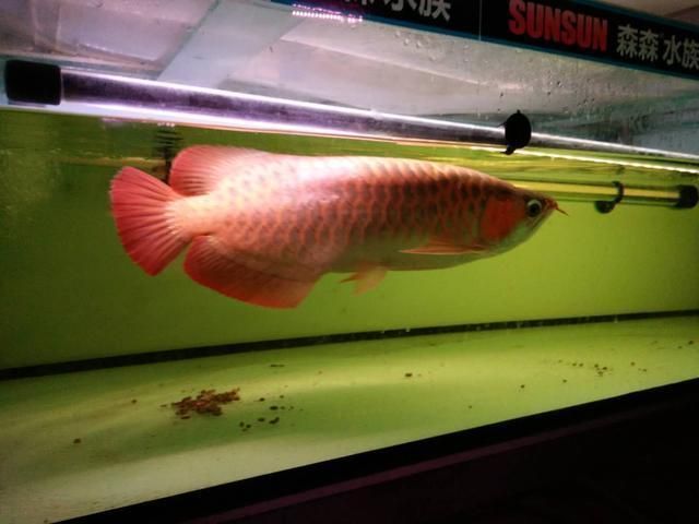 龍魚和七彩神仙魚混養(yǎng)可以嗎：龍魚和七彩神仙魚混養(yǎng)可行嗎 龍魚和七彩神仙魚混養(yǎng)可以嗎：龍魚和七彩神仙魚混養(yǎng)可行嗎 龍魚百科 第2張