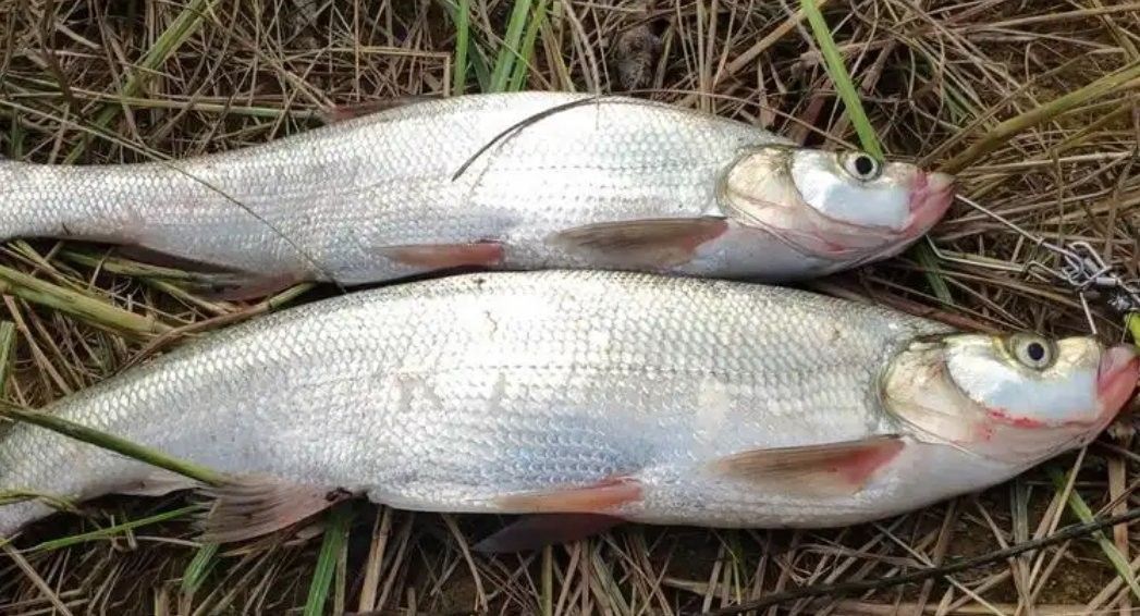龍魚和翹嘴區別在哪里