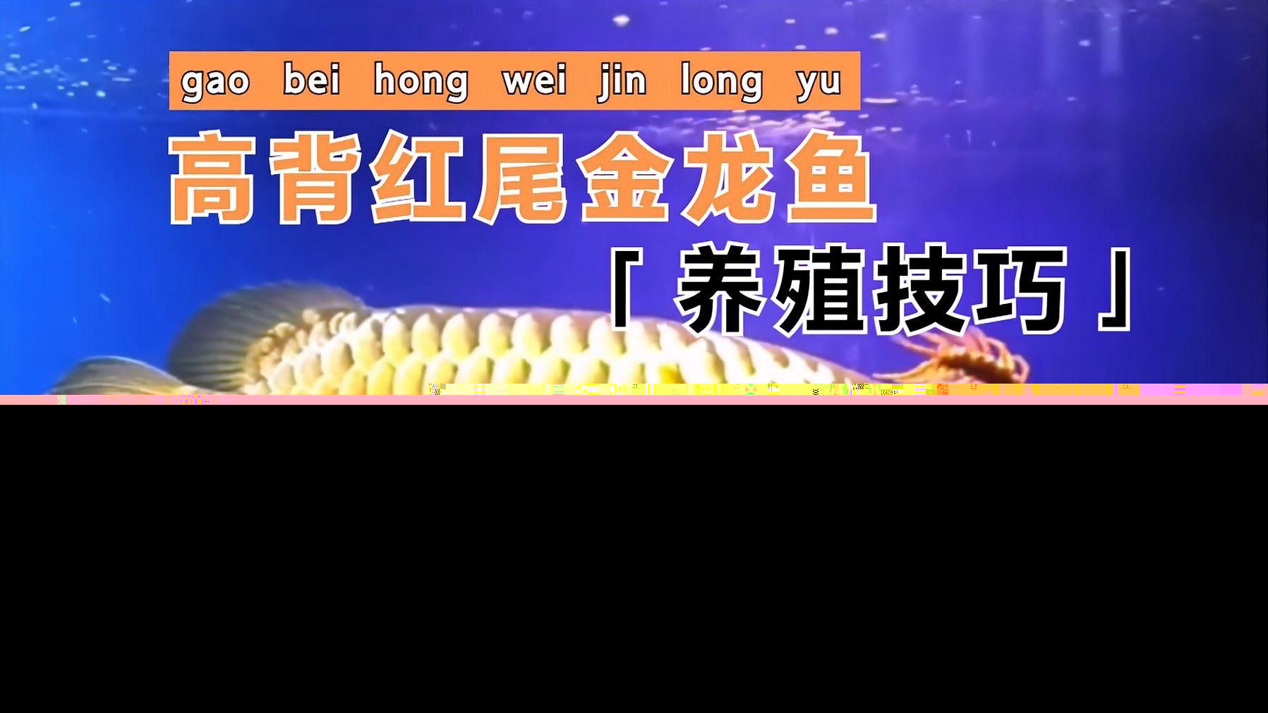 高背金龍魚有藍底嗎還是紅底好養 高背金龍魚有藍底嗎還是紅底好養 龍魚百科 第3張