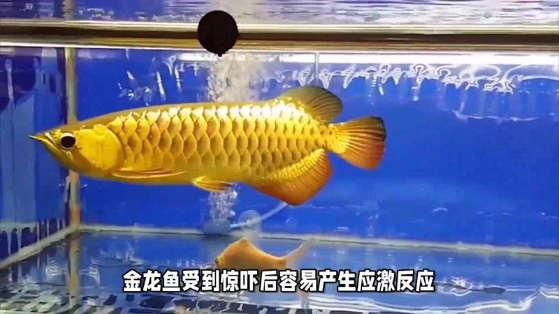 高背金龍魚有藍底嗎還是紅底好養 高背金龍魚有藍底嗎還是紅底好養 龍魚百科 第6張