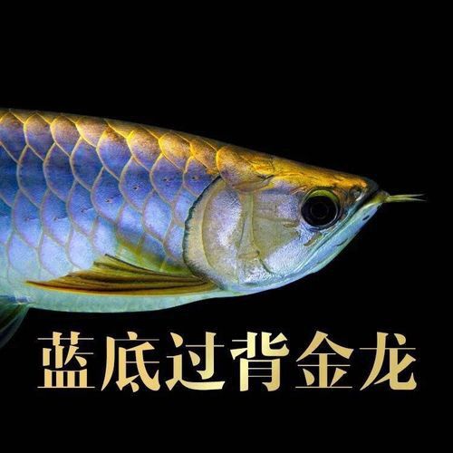 藍底過背金龍魚有哪些稀有品種？
