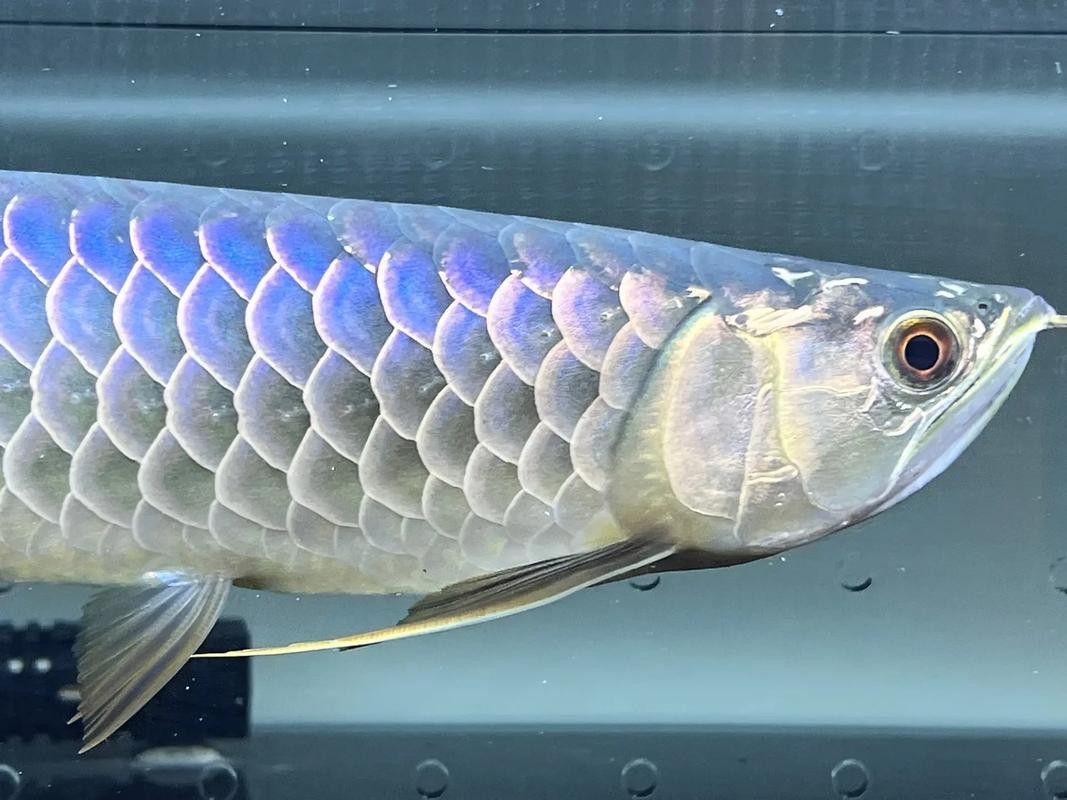 藍底過背金龍魚有哪些稀有品種？