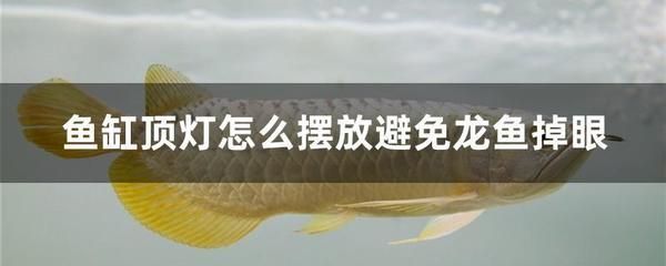 龍魚總把頭伸出水面：龍魚總是把頭伸出水面的一些可能原因 龍魚總把頭伸出水面：龍魚總是把頭伸出水面的一些可能原因 龍魚百科 第4張