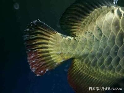 龍魚水霉病治療方法：如何正確提高龍魚水溫，龍魚水霉病預防的日常管理
