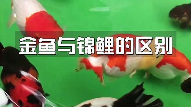 金魚和錦鯉有什么區別