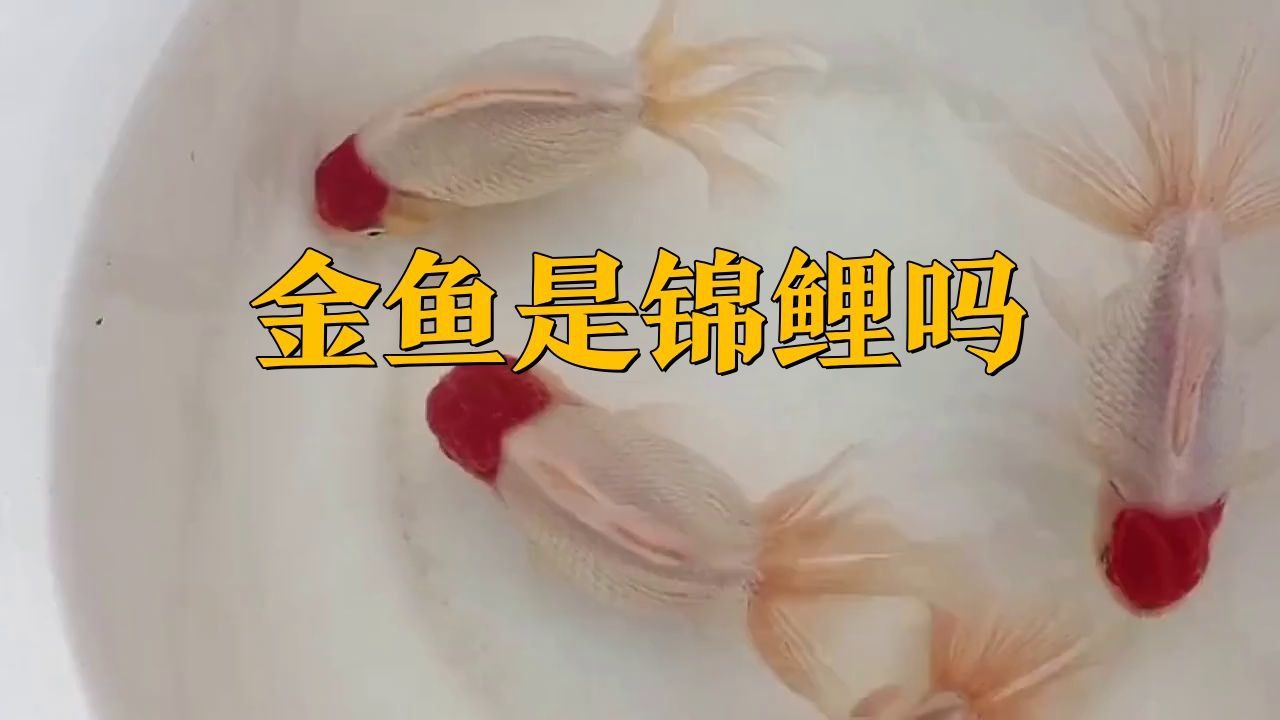 金魚和錦鯉有什么區別