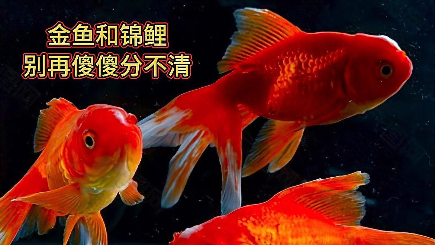 金魚和錦鯉有什么區別