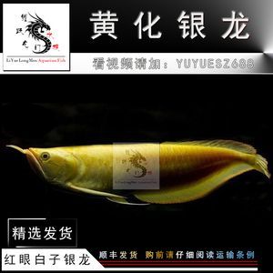 黃化銀龍魚百科：黃化銀龍魚的飼養(yǎng)方法