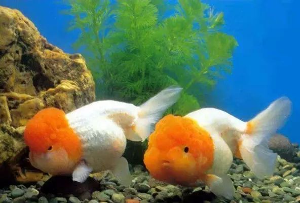 金龍魚趴缸什么原因：金龍魚趴缸可能由以下幾個原因引起