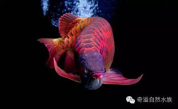 龍魚 神話：龍魚在中國傳統文化中有著特殊的地位