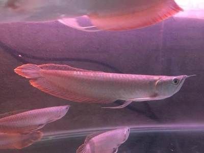 最小的銀龍魚多少錢（最小的銀龍魚價(jià)格在50至70元之間，如何辨別真假銀龍魚）