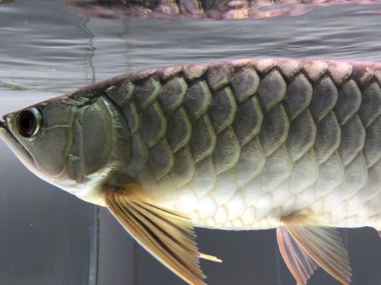 龍魚底色不干凈的原因：龍魚底色不干凈可能由多方面引起，龍魚飼料選擇指南