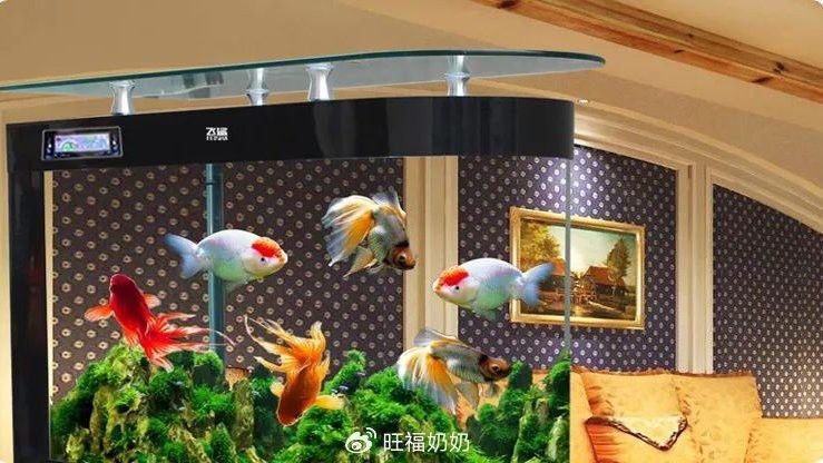 龍魚死亡后如何補救財運？ 龍魚死亡后如何補救財運？ 龍魚百科 第4張