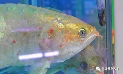魚缸多少元一個（如何維護魚缸延長使用壽命）