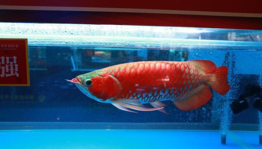 新加坡紅龍魚長大圖片高清版 新加坡紅龍魚長大圖片高清版 龍魚百科 第28張