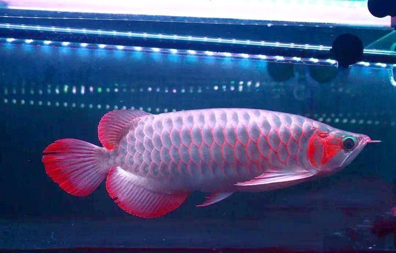 新加坡紅龍魚長大圖片高清版 新加坡紅龍魚長大圖片高清版 龍魚百科 第32張