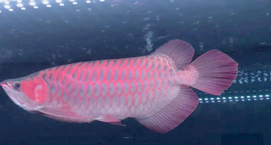 新加坡紅龍魚長大圖片高清版 新加坡紅龍魚長大圖片高清版 龍魚百科 第40張