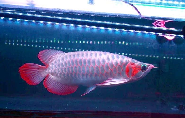 新加坡紅龍魚長大圖片高清版 新加坡紅龍魚長大圖片高清版 龍魚百科 第42張