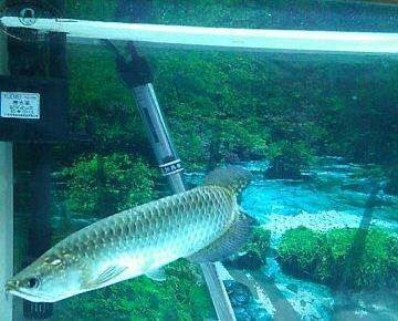 北京龍魚漁場怎么樣：北京前辛莊山海士龍魚養殖場怎么樣