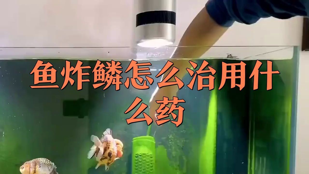 龍魚炸鱗潰爛需要多長時間治療？