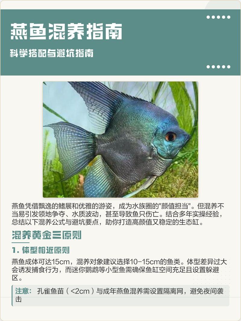 金龍魚和燕魚混養 金龍魚和燕魚混養 龍魚百科 第3張