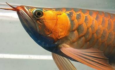 龍魚鑒賞標準：龍魚的鑒賞標準
