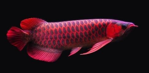 龍魚鑒賞標準：龍魚的鑒賞標準