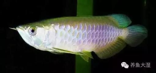龍魚鑒賞標準：龍魚的鑒賞標準