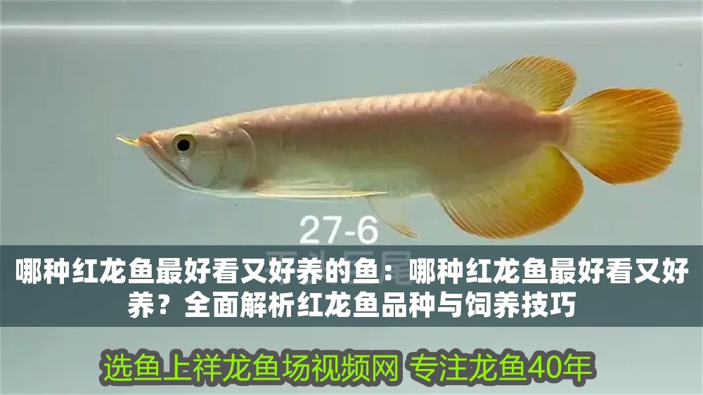 哪種紅龍魚最好看又好養的魚：哪種紅龍魚最好看又好養？全面解析紅龍魚品種與飼養技巧
