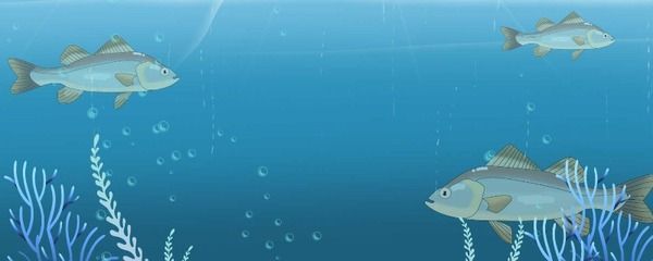 龍魚多長時(shí)間換水：關(guān)于龍魚的換水周期