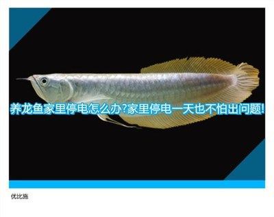 龍魚多長時(shí)間換水：關(guān)于龍魚的換水周期