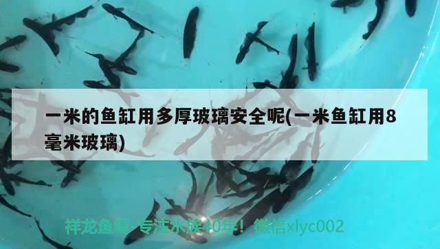 一米的魚缸用多厚玻璃安全呢(一米魚缸用8毫米玻璃)