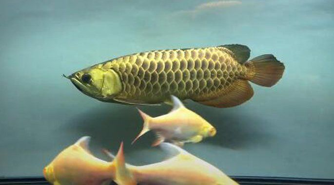 龍魚論壇官網 龍魚百科 第1張 龍魚論壇官網 龍魚論壇官網 龍魚百科 第1張