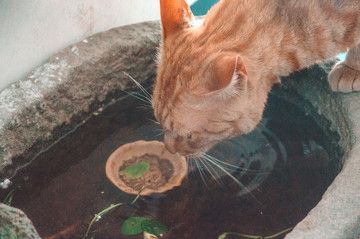 幼魚階段黃金貓魚飼料選擇:黃金貓魚幼魚飼料品牌推薦 龍魚百科 第4張 幼魚階段黃金貓魚飼料選擇:黃金貓魚幼魚飼料品牌推薦 幼魚階段黃金貓魚飼料選擇:黃金貓魚幼魚飼料品牌推薦 龍魚百科 第4張
