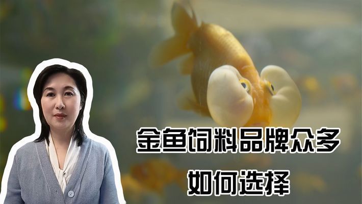 幼魚階段黃金貓魚飼料選擇:黃金貓魚幼魚飼料品牌推薦 龍魚百科 第2張 幼魚階段黃金貓魚飼料選擇:黃金貓魚幼魚飼料品牌推薦 幼魚階段黃金貓魚飼料選擇:黃金貓魚幼魚飼料品牌推薦 龍魚百科 第2張