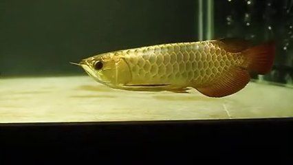 粗線魚能和龍魚混養嗎：粗線魚與龍魚混養可行嗎粗線魚能和龍魚混養嗎