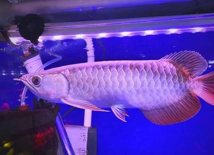 銀龍魚(yú)和金龍魚(yú)是一個(gè)品種嗎圖片