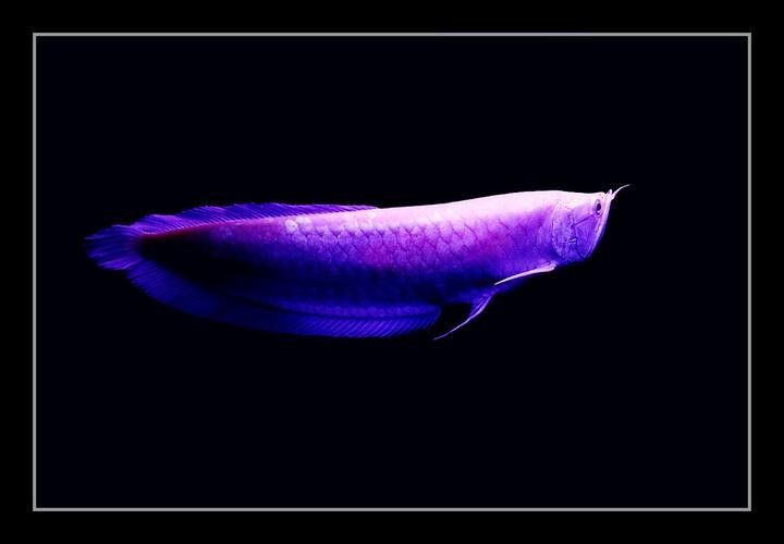 銀龍魚和金龍魚是一個品種嗎圖片