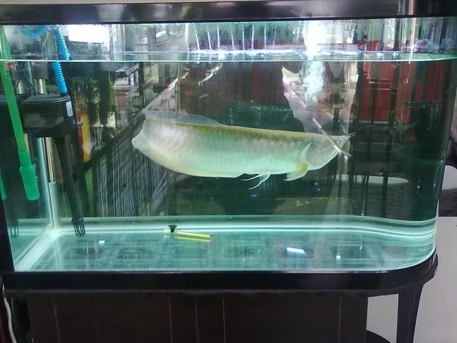 銀龍魚和金龍魚是一個品種嗎圖片