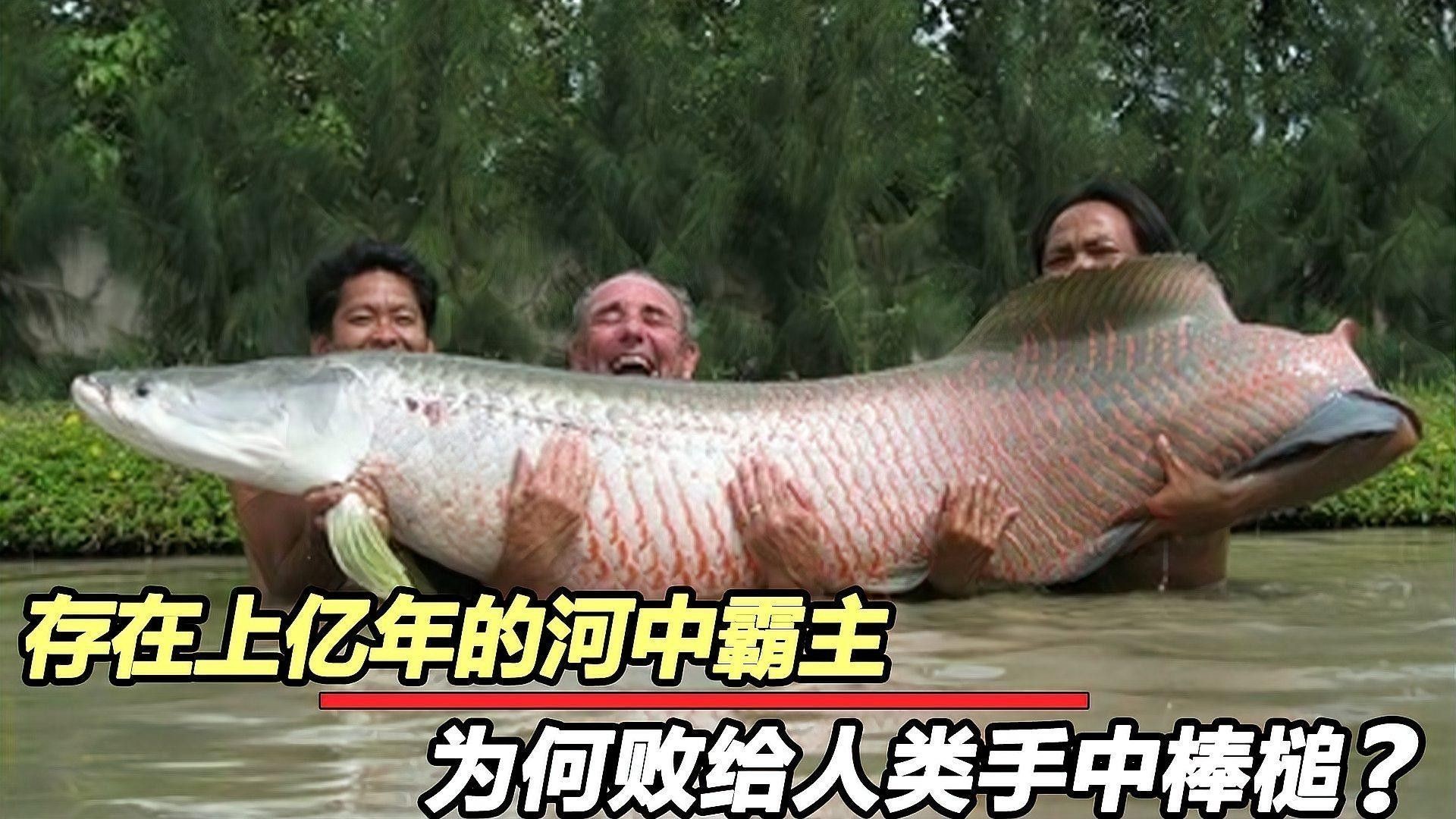 銀龍魚和金龍魚是一個品種嗎圖片