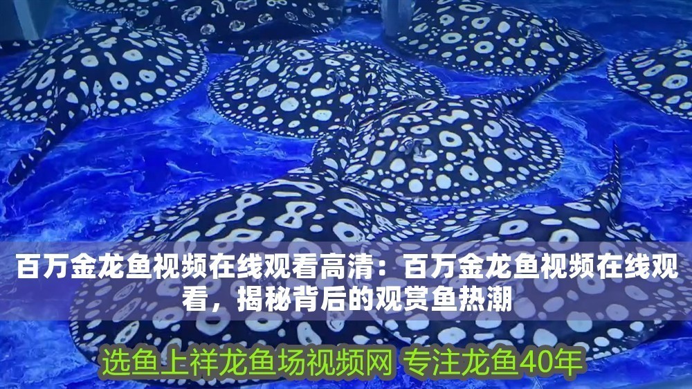 百萬金龍魚視頻在線觀看高清：百萬金龍魚視頻在線觀看，揭秘背后的觀賞魚熱潮
